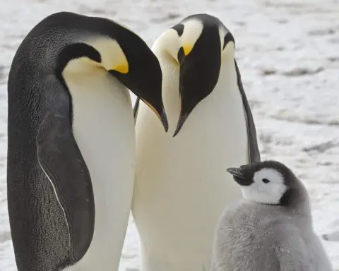 Scientists spot previously unknown colonies of emperor penguins in Antarctica