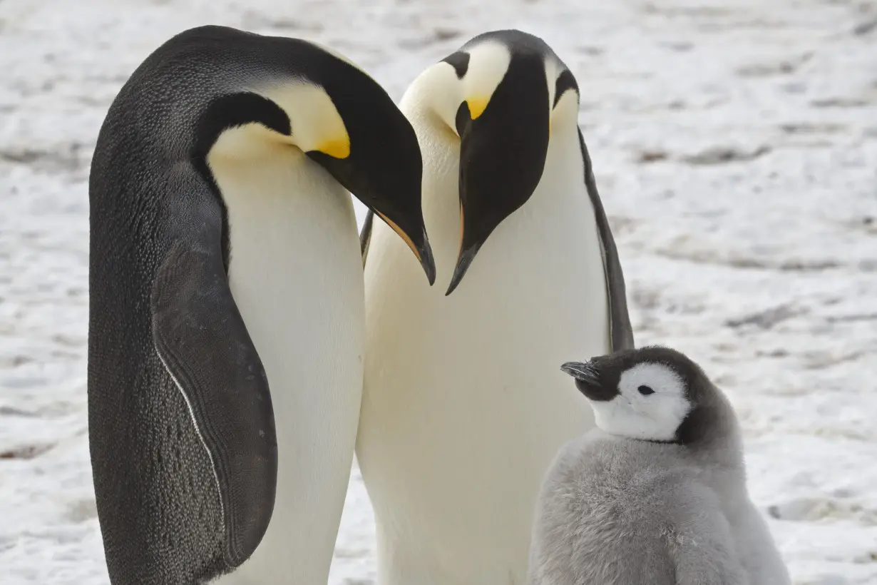 Emperor Penguins