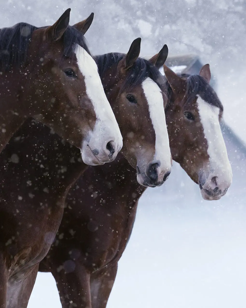 Bud brings back Clydesdales as early Super Bowl ad releases offer up nostalgia, humor, celebrities