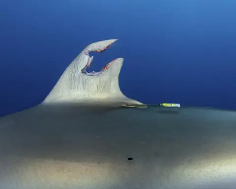 I set out to investigate where silky sharks travel − and by chance documented a shark's amazing power to regenerate its sabotaged fin