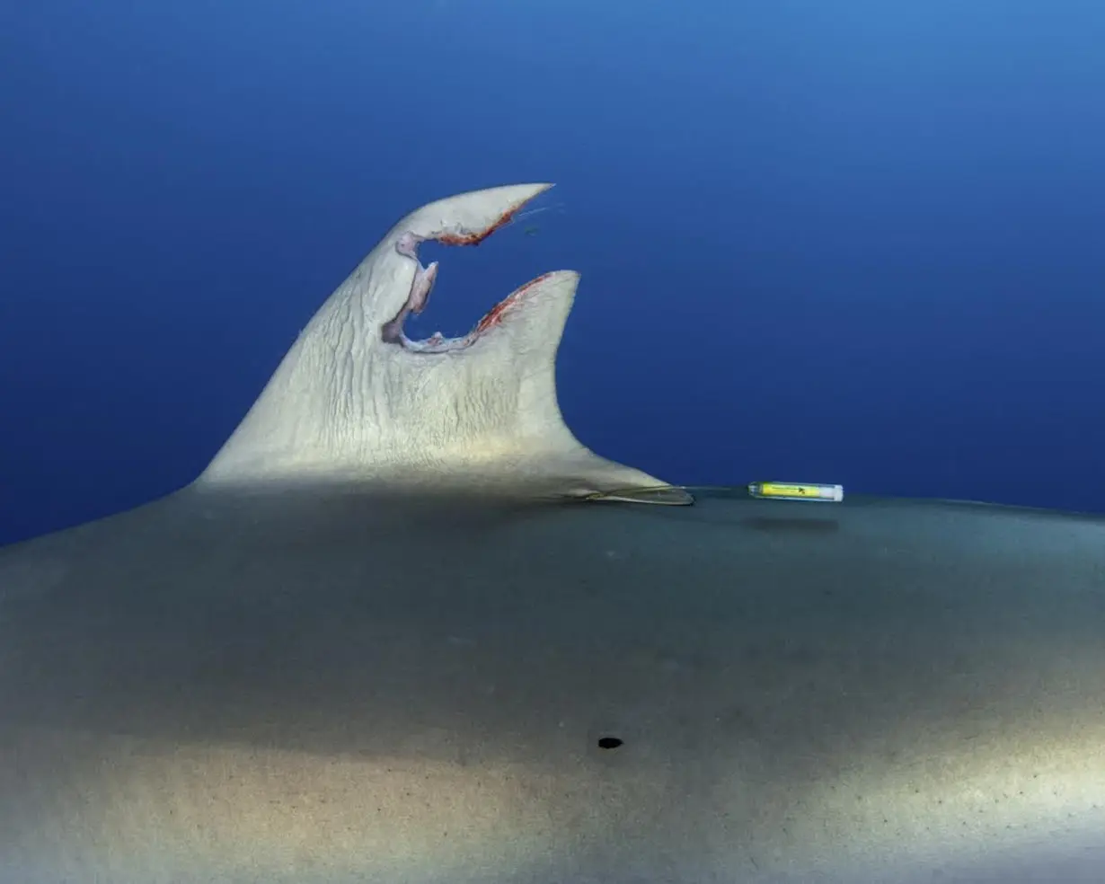 I set out to investigate where silky sharks travel − and by chance documented a shark's amazing power to regenerate its sabotaged fin