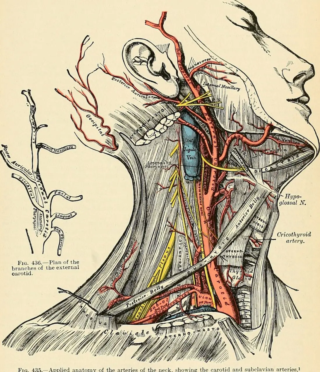 Pictures have been teaching doctors medicine for centuries − a medical illustrator explains how