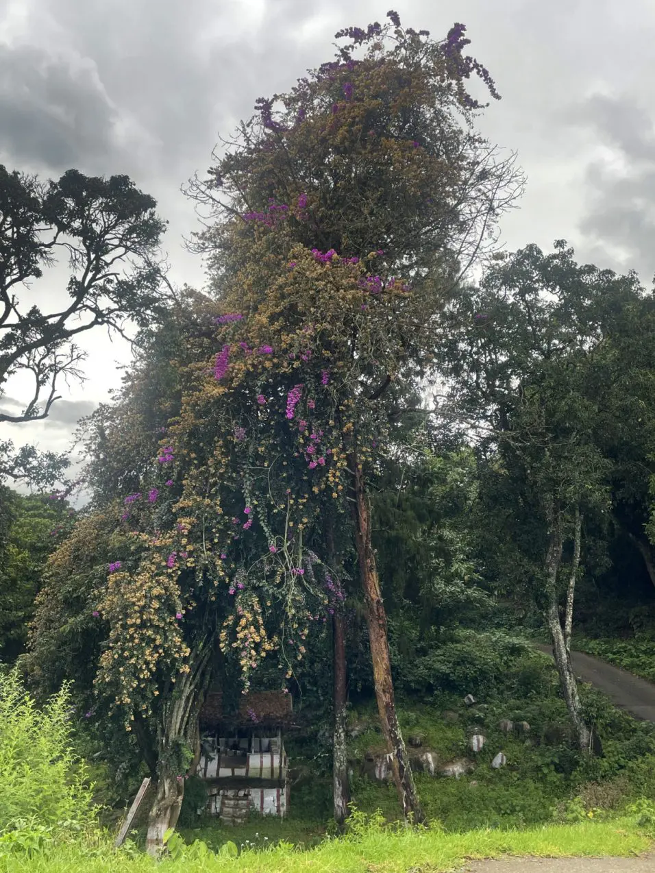 India Sacred Forest