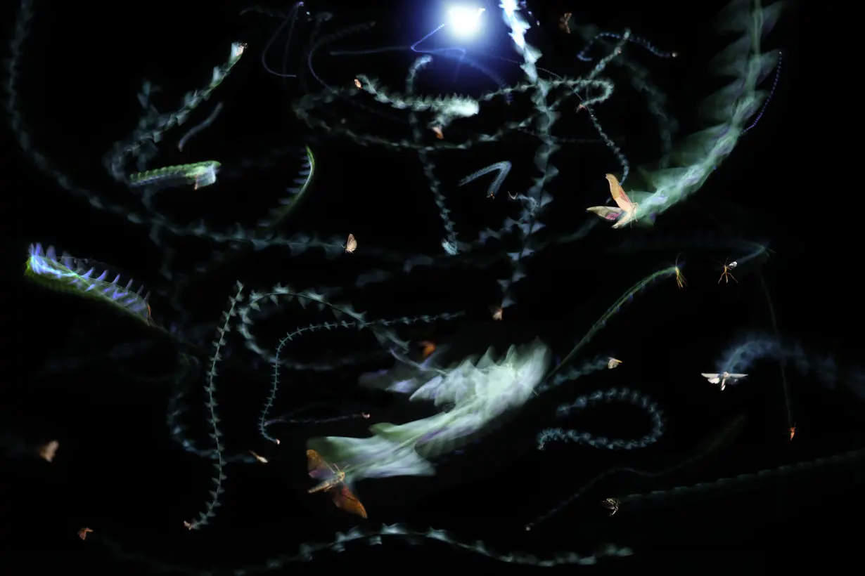 The surprising reason why insects circle lights at night: They lose track of the sky