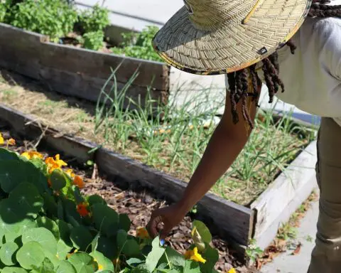 Urban agriculture isn't as climate-friendly as it seems – but these best practices can transform gardens and city farms