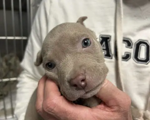 Furry surprise in theft suspect's pocket: A tiny blue-eyed puppy