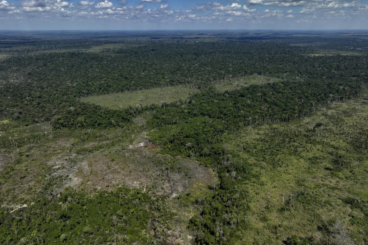 Brazil Cattle Deforestation Stock Exchange