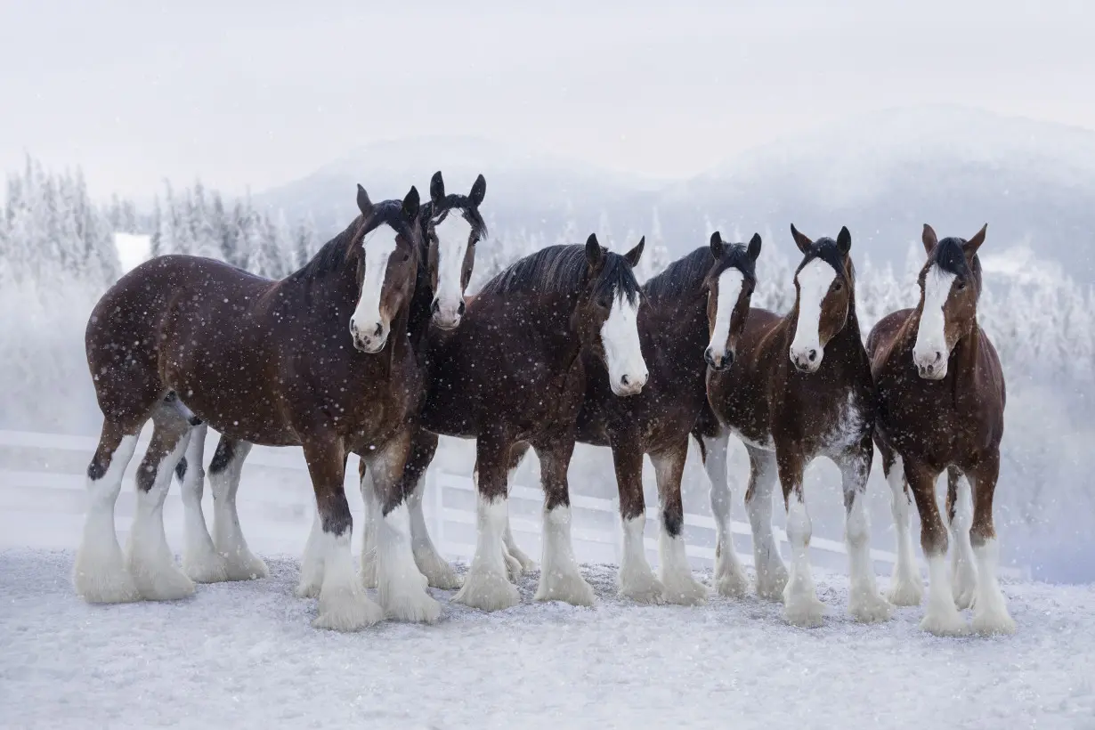 Bud brings back Clydesdales as early Super Bowl ad releases offer up nostalgia, humor, celebrities