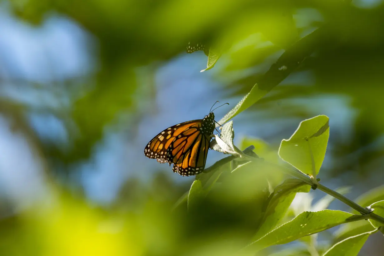 Monarch Butterflies California