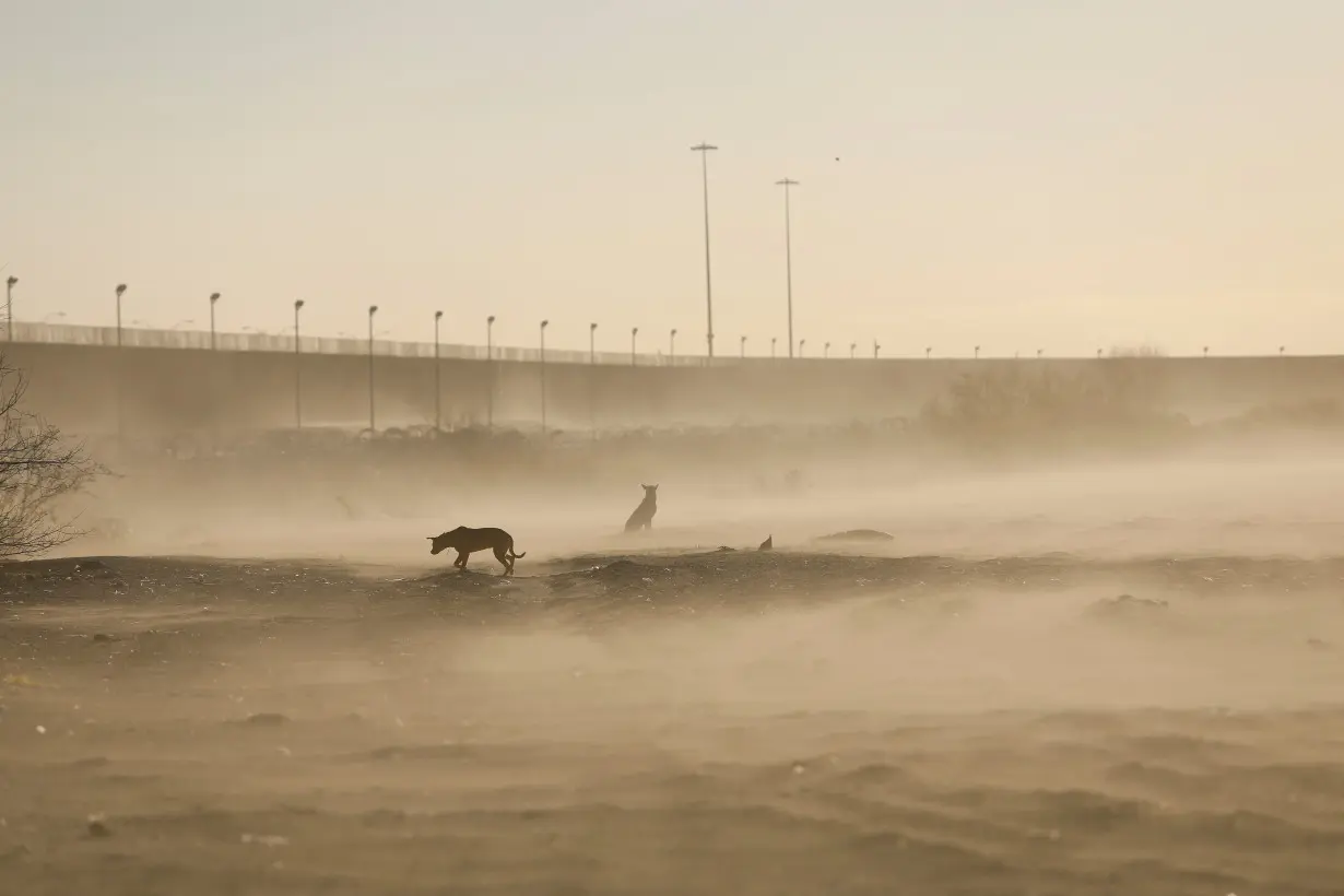 Dogs are seen near the border wall, on the border between Mexico and US, during a winter storm, in Ciudad Juarez