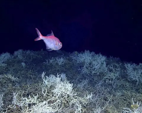 Largest deep-sea coral reef to date is mapped by scientists off the US Atlantic coast