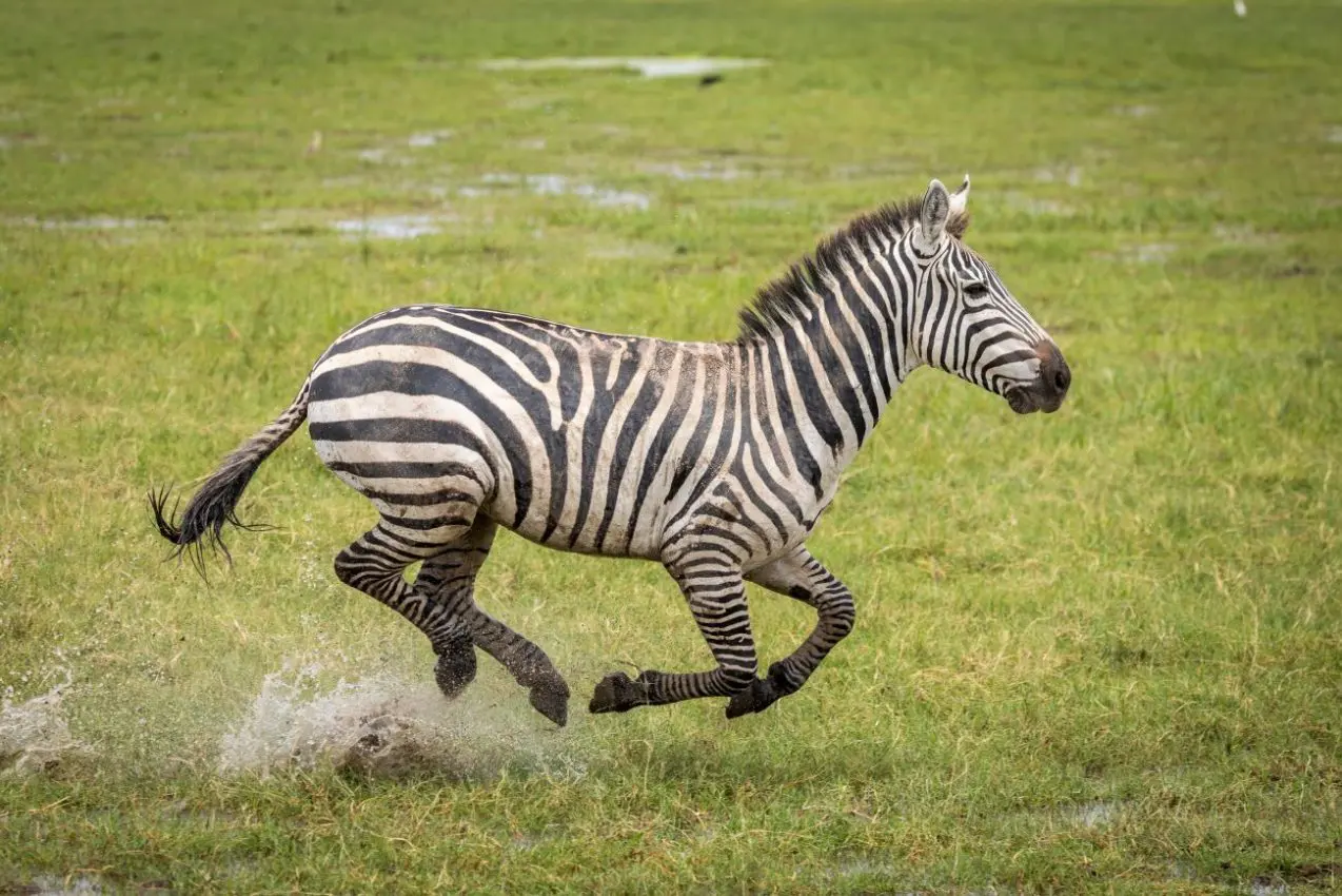 How three Zebras escaped from a private farm