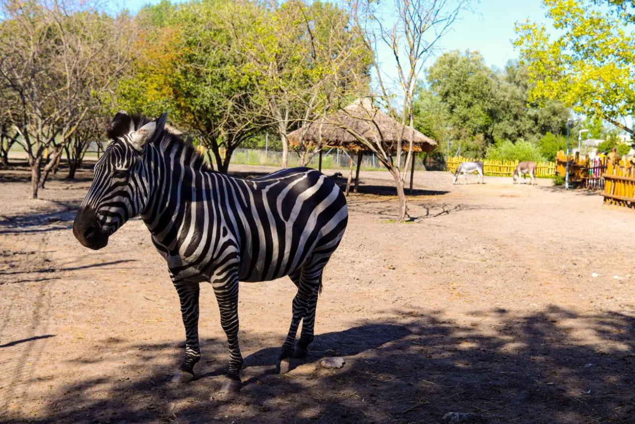 How three Zebras escaped from a private farm