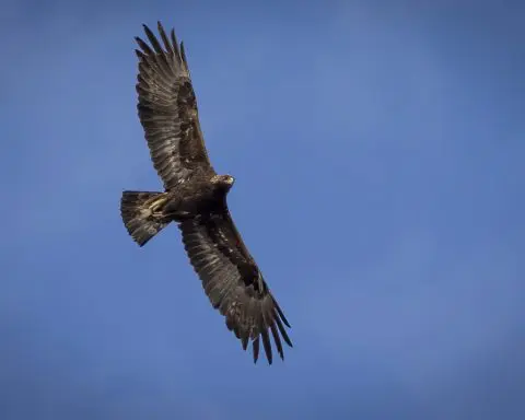 Montana man convicted of killing eagles is sentenced to 3 years in prison for related gun violations