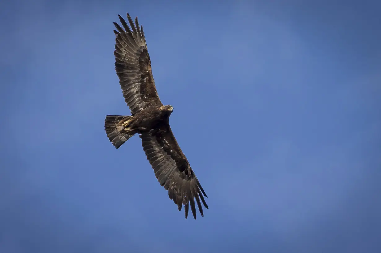 Eagles Killed Sentencing