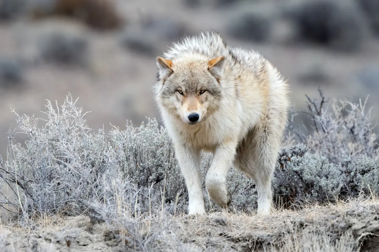 After an 80-year absence, gray wolves have returned to Colorado − here's how the reintroduction of this apex predator will affect prey and plants