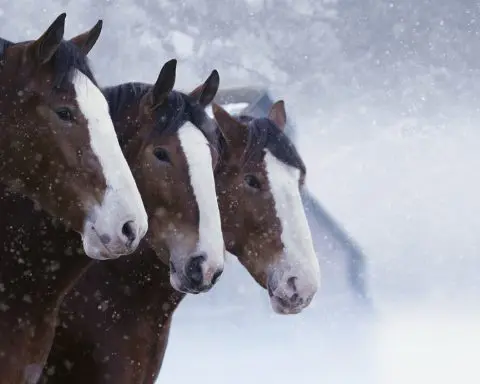 Bud brings back Clydesdales as early Super Bowl ad releases offer up nostalgia, humor, celebrities