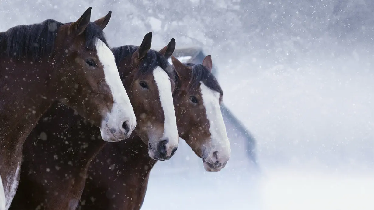 Super Bowl Ads Budweiser Clydesdales