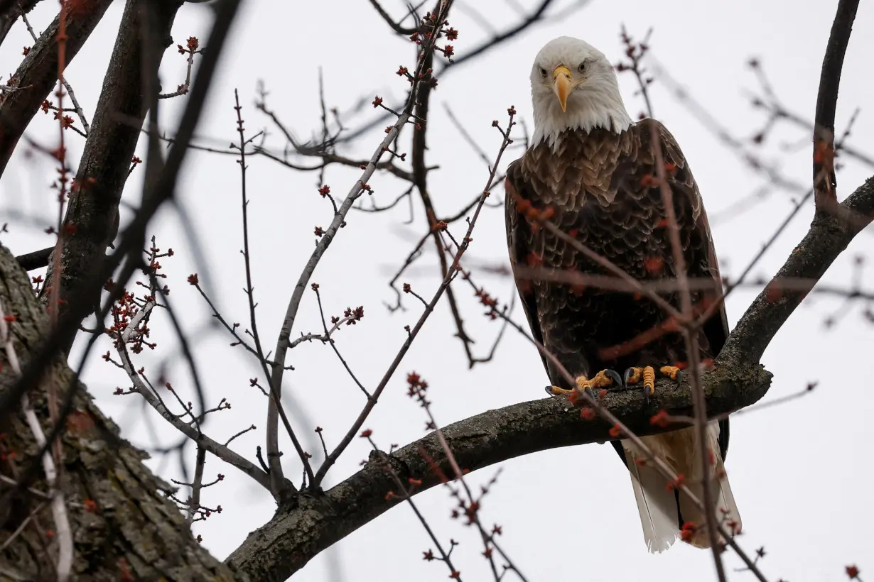 FILE PHOTO: A bald eagle perches near the Mississippi River at Davenport, Iowa