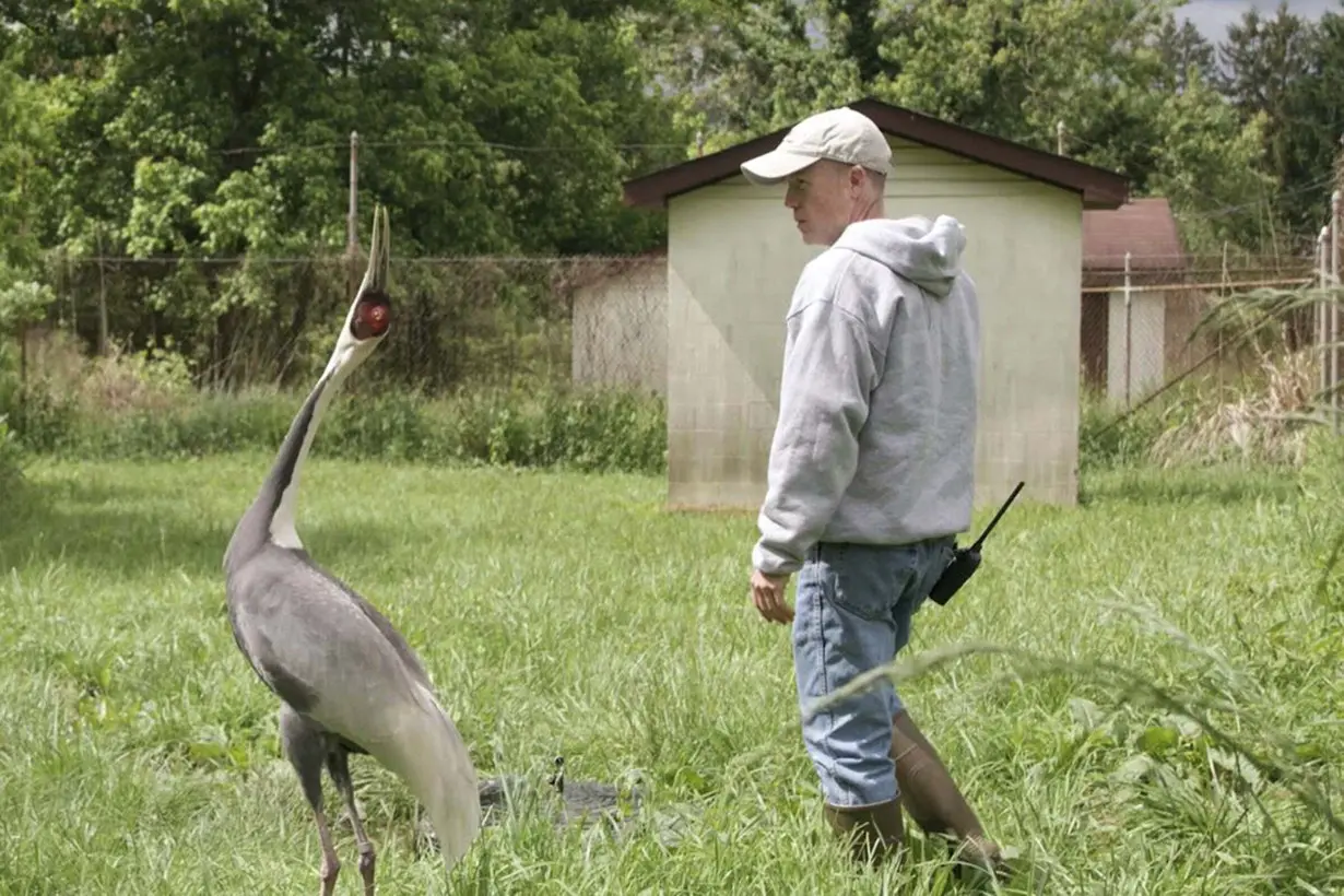 The Crane and Her Keeper