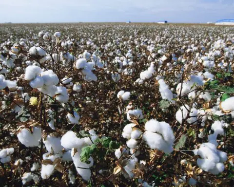 Our robot harvests cotton by reaching out and plucking it, like a lizard’s tongue snatching flies