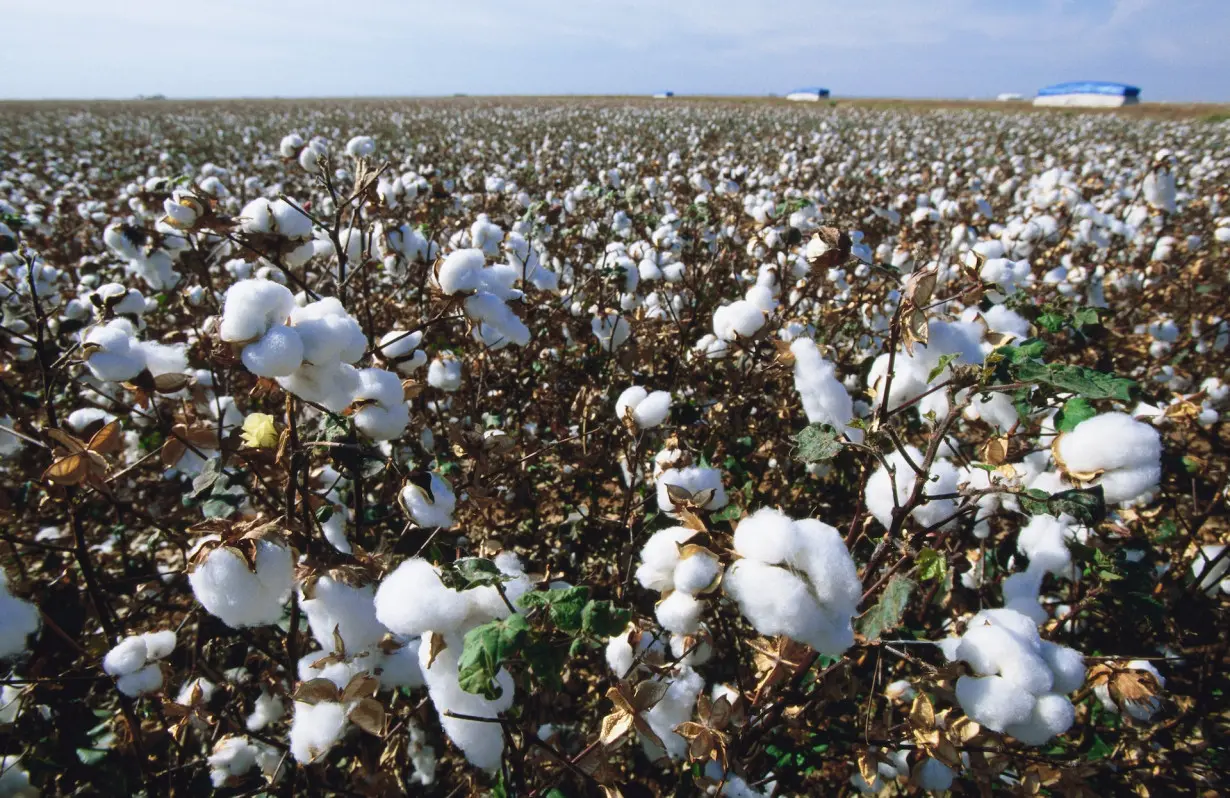 Our robot harvests cotton by reaching out and plucking it, like a lizard’s tongue snatching flies