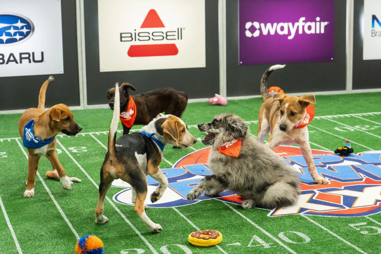 'Puppy Bowl' celebrates a big anniversary this year, one that shelter and rescue pups will cheer