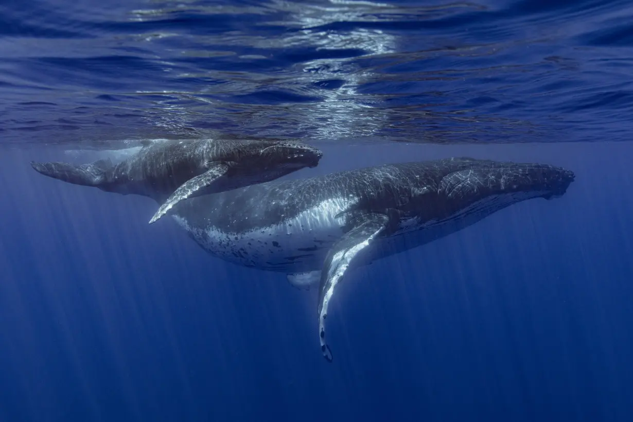 How do whales sing? Scientists point to a specialized voice box that other animals don't have