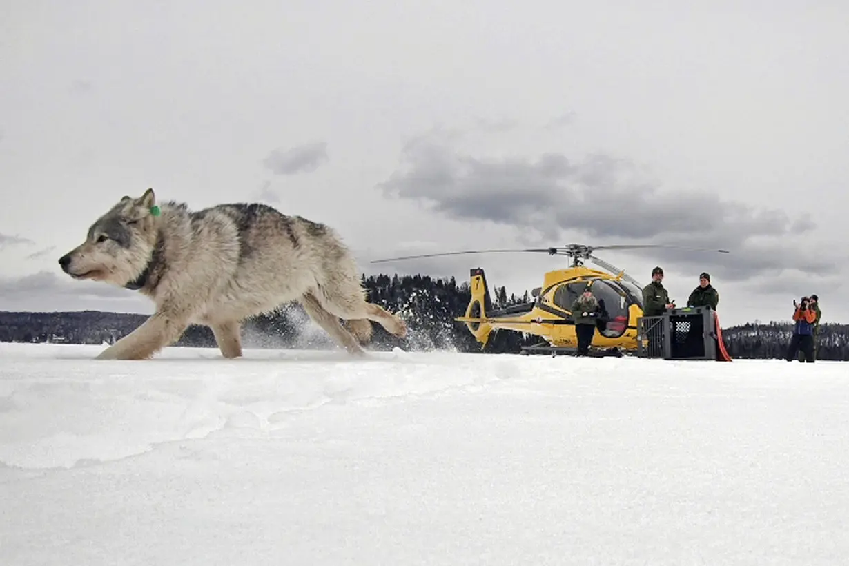 Isle Royale Wolves Survey