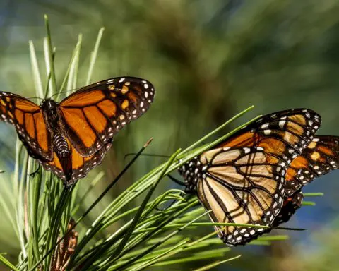 The number of monarch butterflies at their Mexico wintering sites has plummeted this year