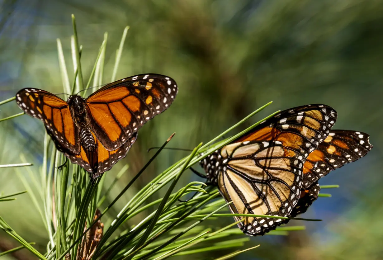 Monarch Butterflies California