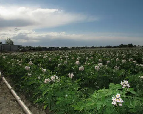 Potato plant radiation sensors could one day monitor radiation in areas surrounding power plants