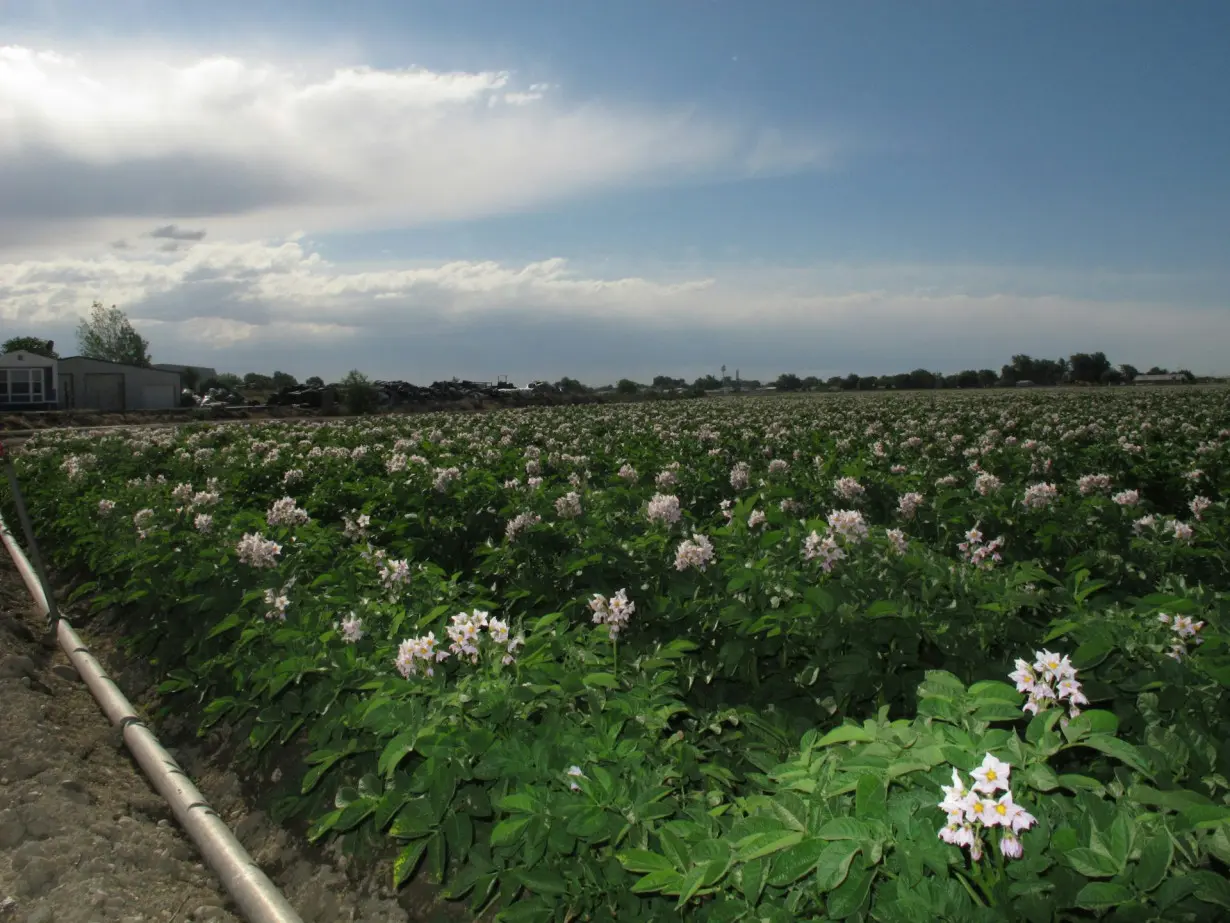 Potato plant radiation sensors could one day monitor radiation in areas surrounding power plants