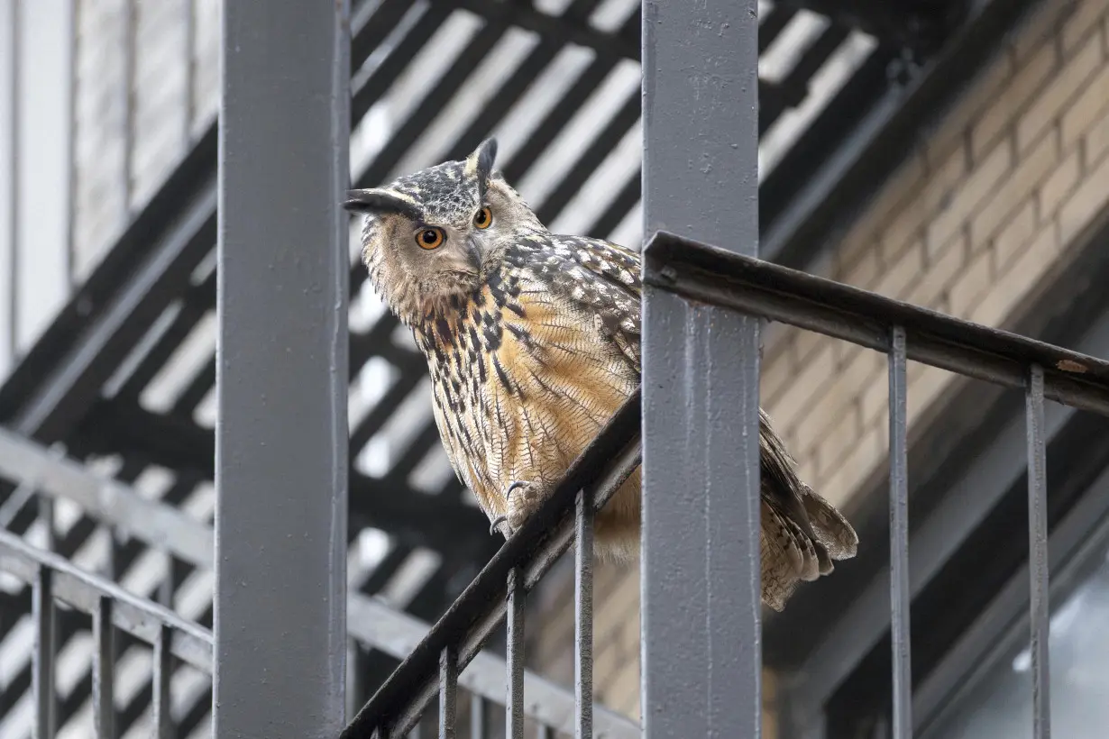 Who freed Flaco? One year later, eagle-owl's escape from Central Park Zoo remains a mystery