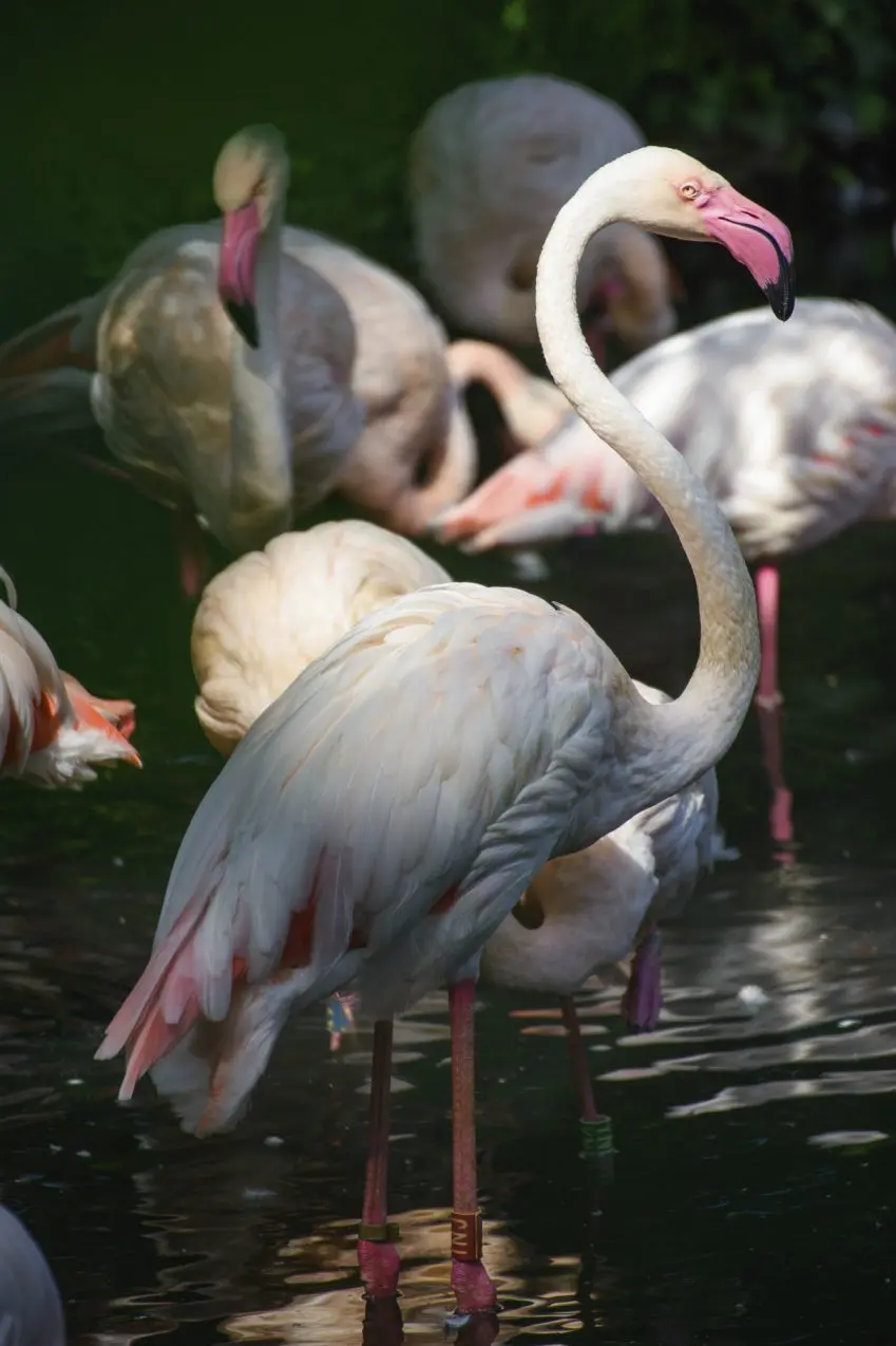 Germany Veteran Flamingo