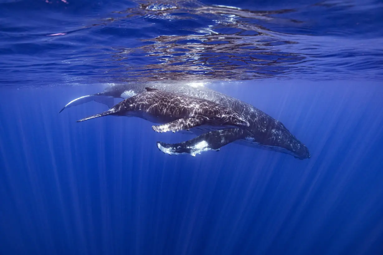 How do whales sing? Scientists point to a specialized voice box that other animals don't have