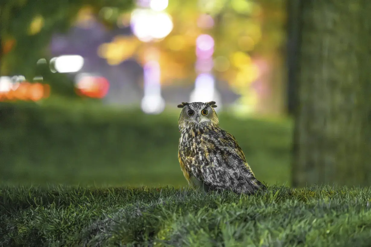 Who freed Flaco? One year later, eagle-owl's escape from Central Park Zoo remains a mystery