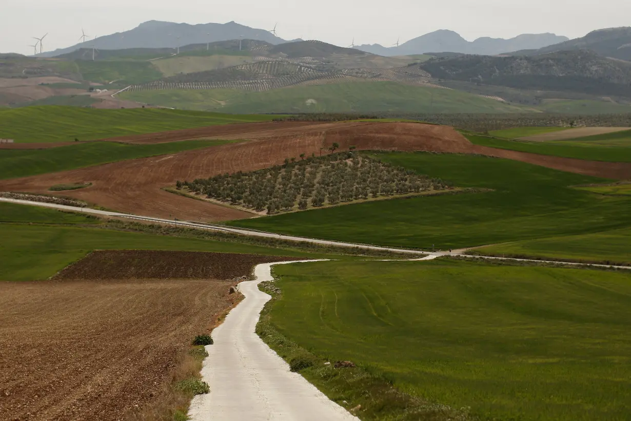 FILE PHOTO: An olive tree field is seen in the outskirts of Teba