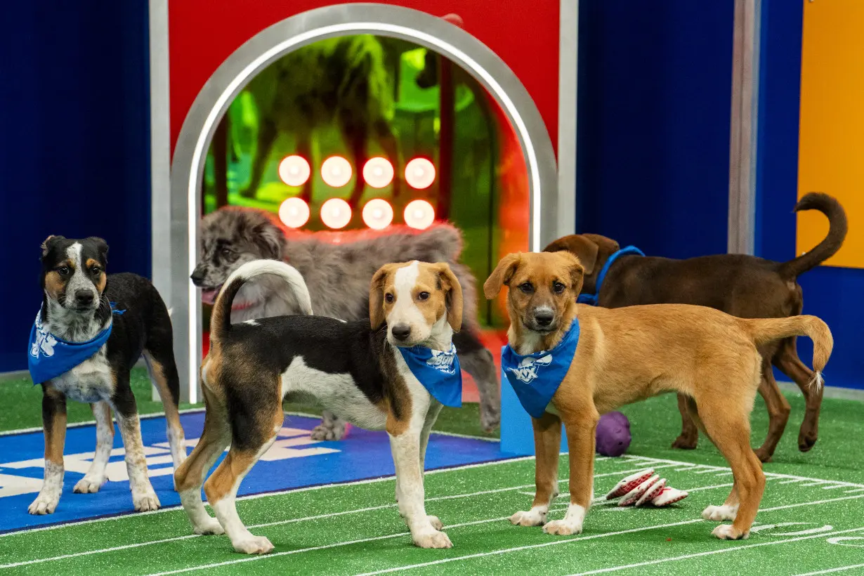 'Puppy Bowl' celebrates a big anniversary this year, one that shelter and rescue pups will cheer