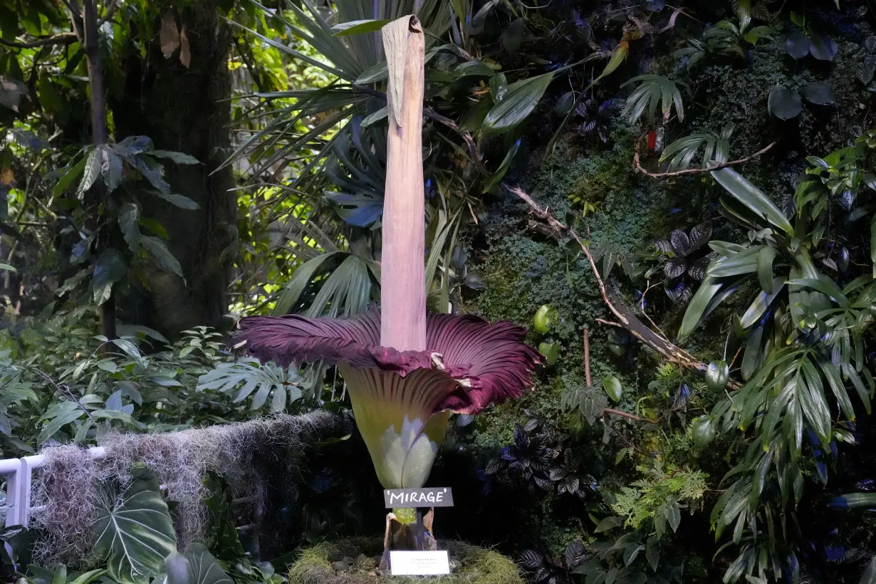 Visitors line up to see and smell a corpse flower's stinking bloom in San Francisco