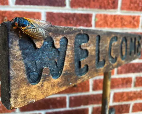 When the double brood of cicadas will come out - and what to expect