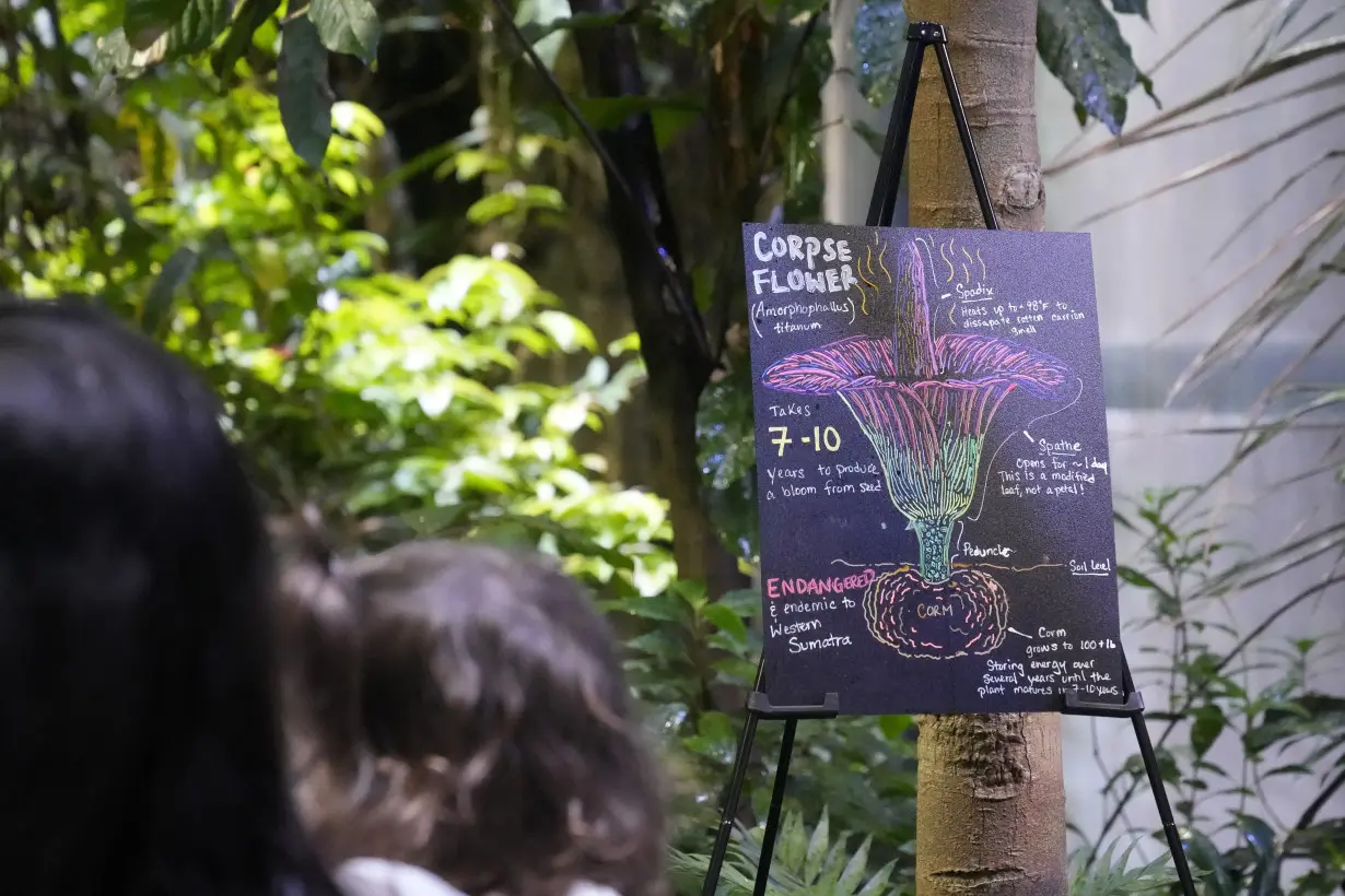 Visitors line up to see and smell a corpse flower's stinking bloom in San Francisco