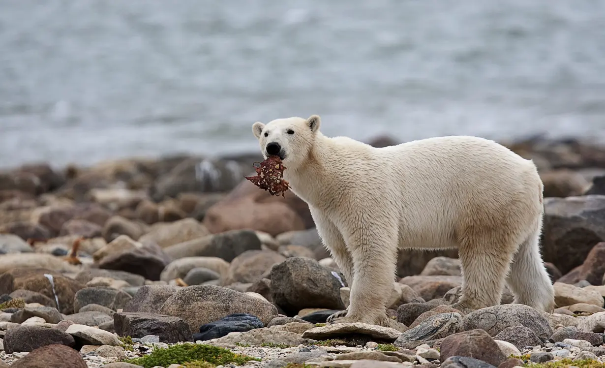 Climate Polar Bear Diet