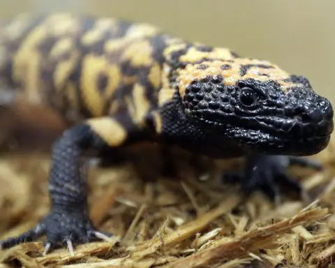 A Colorado man died after a Gila monster bite. Opinions and laws on keeping the lizard as a pet vary