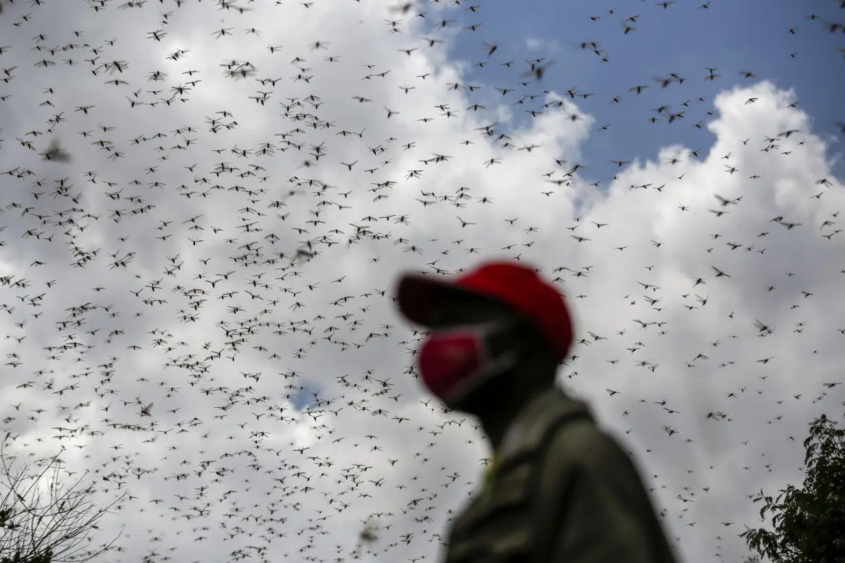 Desert Locust Outbreak Study