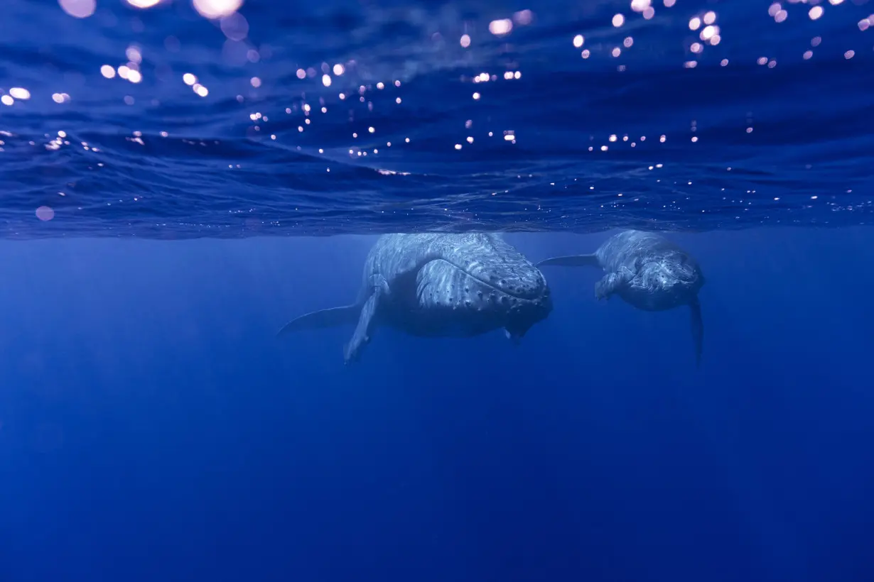 How do whales sing? Scientists point to a specialized voice box that other animals don't have