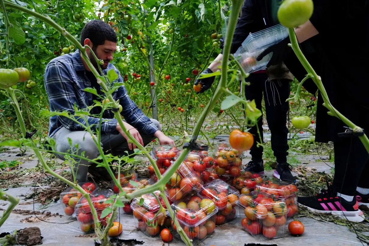 Foreign volunteers replace workers who fled Israeli farms during deadly Hamas October 7 attack