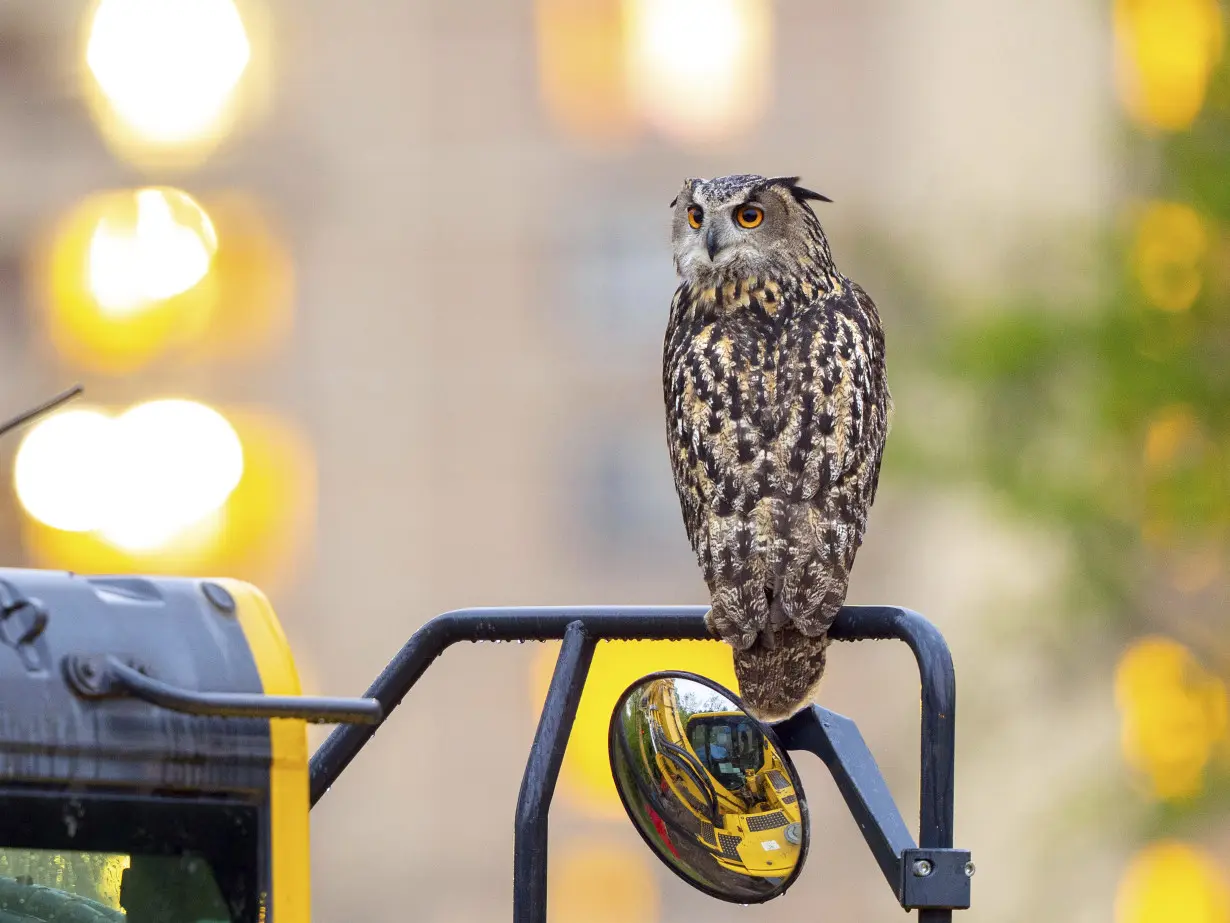 Escaped Owl Central Park