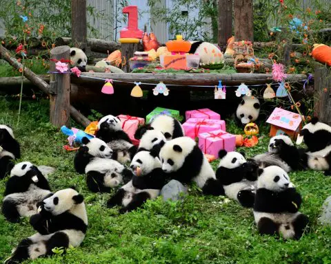 China to send more pandas to US, jump-starting new era of 'panda diplomacy'