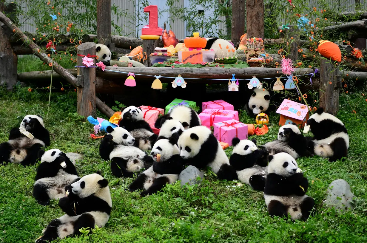 Giant panda cubs born in 2018 eat and play during a group birthday celebration at Shenshuping panda base in Wolong, Sichuan